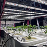 Redfarm Hydroponics System Sistema de cultivo interno Comercial LED Grow Lights 1000 W Bud Booster Light